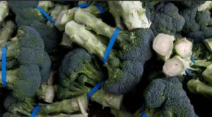 Teruggeroepen broccoli bedreigt 20 staten terwijl de FDA het risico naar het hoogste niveau verhoogt.
