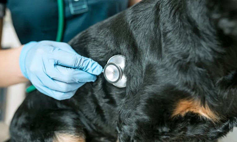 Uitgezette pitbull verliest het vertrouwen in de mensheid - totdat een kankerpatiënt hem toont wat liefde betekent.