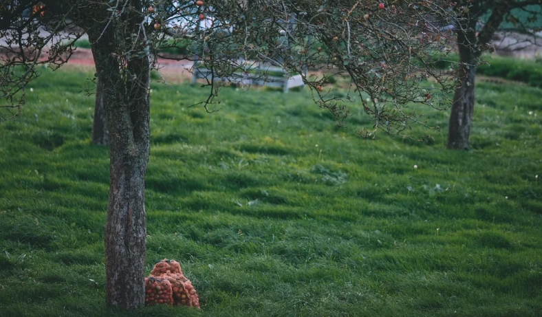 Ik stond op het punt mijn moestuin op te geven – tot een eenzame jongen me deed herinneren wat thuis echt betekent.