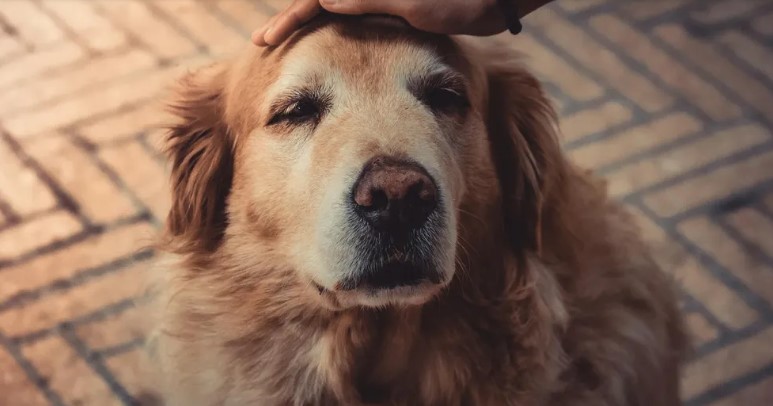We stonden op het punt onze Golden Retriever weg te doen omdat hij naar de oppas blafte — maar toen bekeek ik de camerabeelden en was met stomheid geslagen.