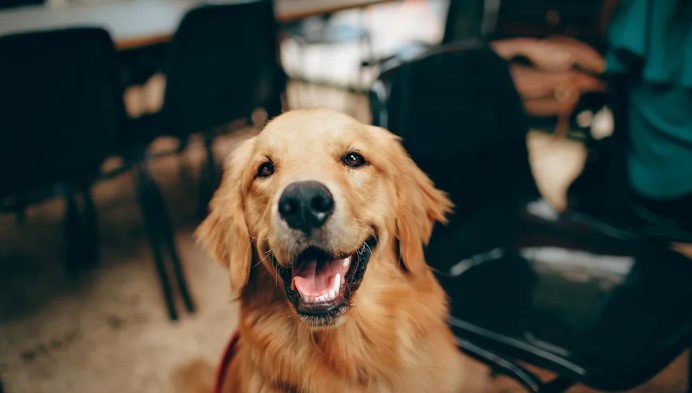 Mijn buurman heeft mijn hond gestolen, mij in mijn gezicht gelogen en dacht dat ik het zou laten gaan.