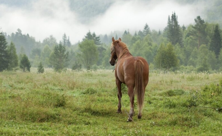 Hoe een moedige vader en een edel paard een klein meisje redden uit een woeste rivier – een ontroerend verhaal over moed, liefde en onverwacht heldendom.