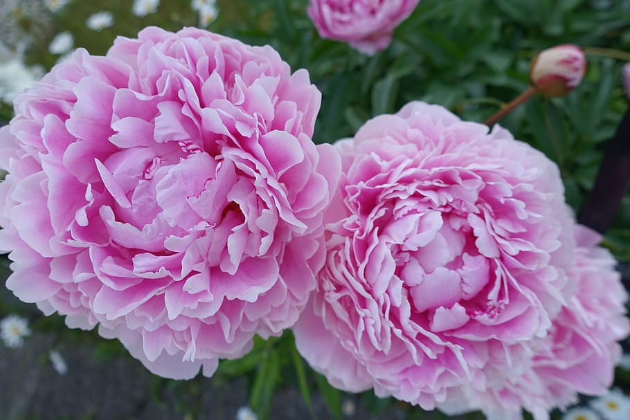 „De tuin van herinneringen – De geheimen van een vergeten leven”... Zeer interessante en levendige geschiedenis