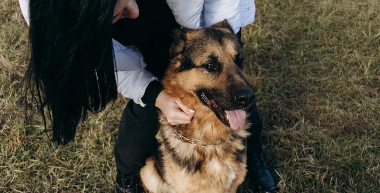 Mijn hond bleef maar huilen toen de kinderen met mijn schoonmoeder weggingen – ik móést weten waarom.