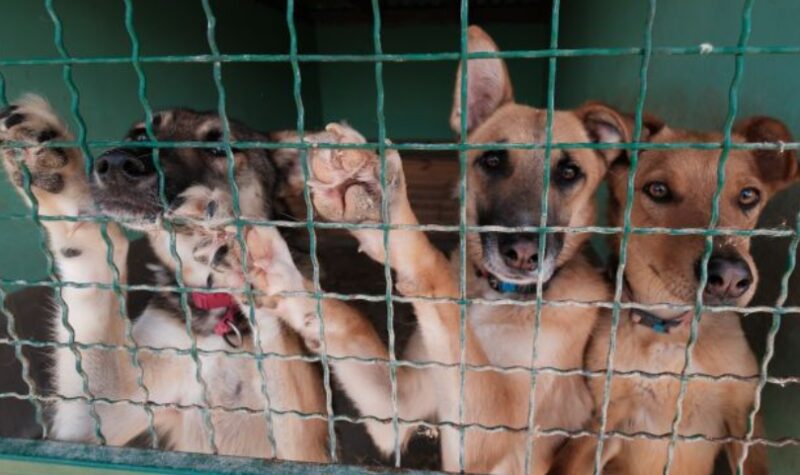 Er arriveerde een mysterieuze doos — en toen zei de dierenarts: "Misschien wil je even gaan zitten."