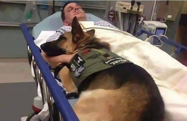 De artsen brachten de hond om afscheid te nemen van zijn baasje, maar het slimme dier begon luid te blaffen en sprong plotseling op het bed van de officier.