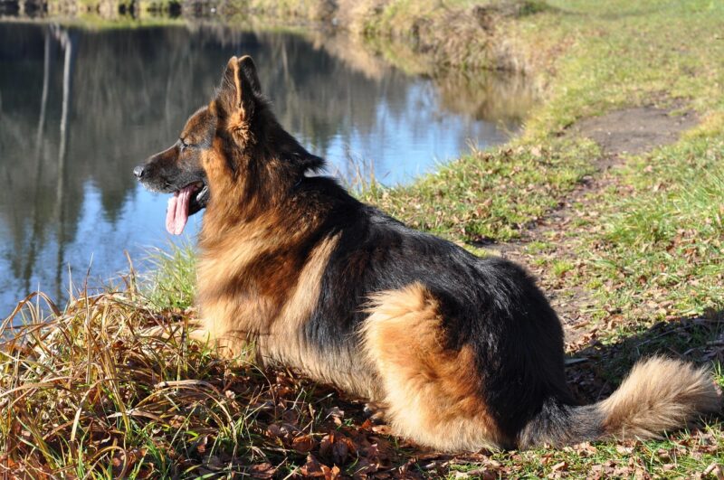 De artsen brachten de hond om afscheid te nemen van zijn baasje, maar het slimme dier begon luid te blaffen en sprong plotseling op het bed van de officier.