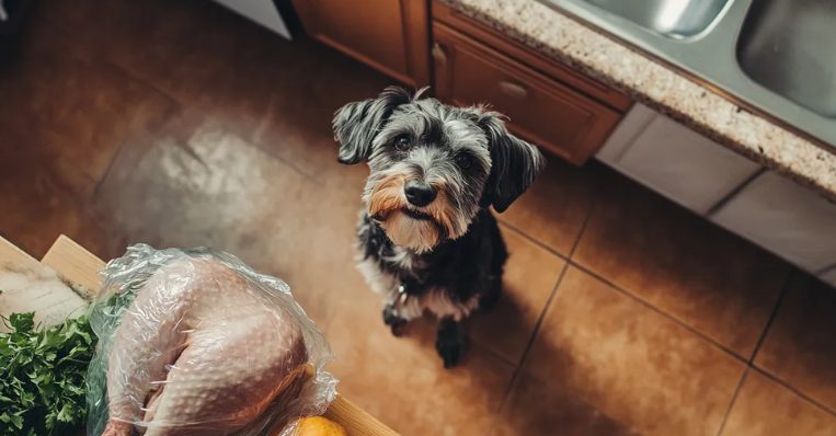 Onze hond bleef maar blaffen naar de kalkoen met Thanksgiving — toen ik eindelijk ging kijken, belde ik de politie.