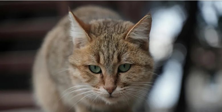 Mijn tante zette me uit het ouderlijk huis nadat mijn ouders waren overleden – net toen ik huilend wegging, stopte er een zwarte limousine.