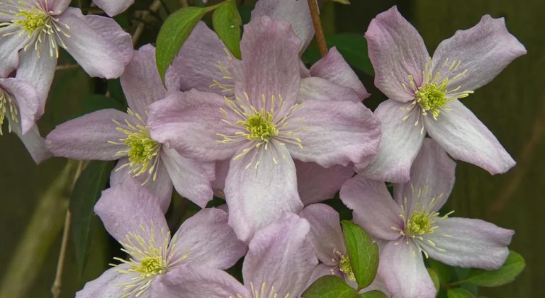 Mijn toekomstige schoonzus heeft mijn tuin verpest voor haar bruiloft – mijn huwelijkscadeau liet haar sprakeloos achter.