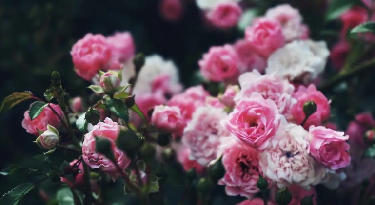 Mijn toekomstige schoonzus heeft mijn tuin verpest voor haar bruiloft – mijn huwelijkscadeau liet haar sprakeloos achter.