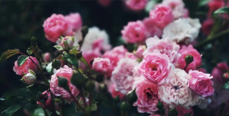 Mijn toekomstige schoonzus heeft mijn tuin verpest voor haar bruiloft – mijn huwelijkscadeau liet haar sprakeloos achter