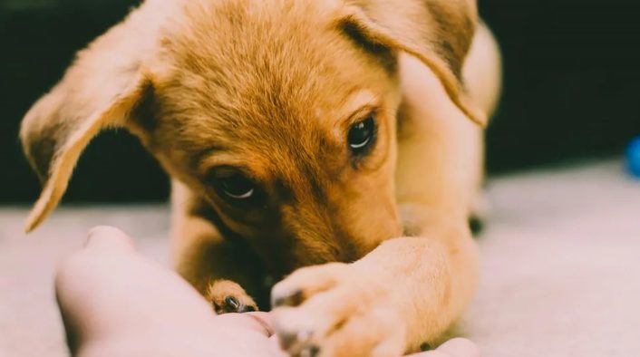 Mijn stiefmoeder zette mijn opa uit nadat hij een puppy had gered – ze had nooit verwacht dat ik zou terugvechten