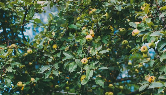 Mijn buren wilden zonlicht voor hun bubbelbad, dus kapten ze de 50 jaar oude appelboom van mijn grootouders om – en ze kregen er meteen spijt van.
