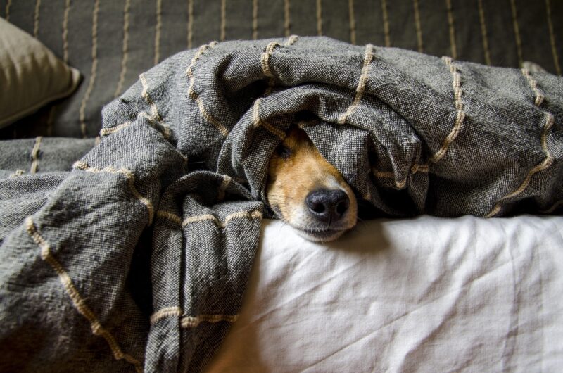 Te midden van de vlammen: Een heldhaftige hond die de wetten van liefde herschreef
