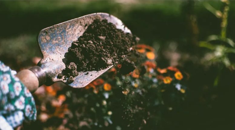 Mijn toekomstige schoonzus verwoestte mijn tuin voor haar bruiloft – mijn huwelijkscadeau liet haar sprakeloos achter