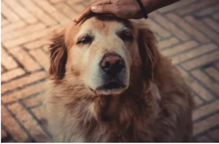 We gaven onze golden retriever bijna weg omdat hij blafte naar de babysitter – Maar toen checkte ik de camerabeelden en die schokten me...