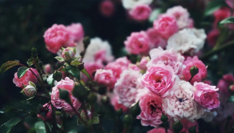 Mijn toekomstige schoonzus heeft mijn tuin verpest voor haar bruiloft – mijn huwelijkscadeau maakte haar sprakeloos.