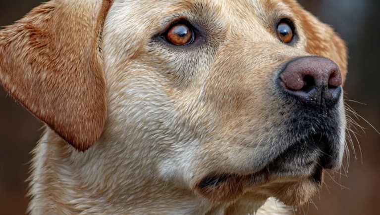 Mijn oma liet mijn gierige neef 100.000 dollar na – het enige wat ik kreeg was haar oude hond, die een geheim verborg.