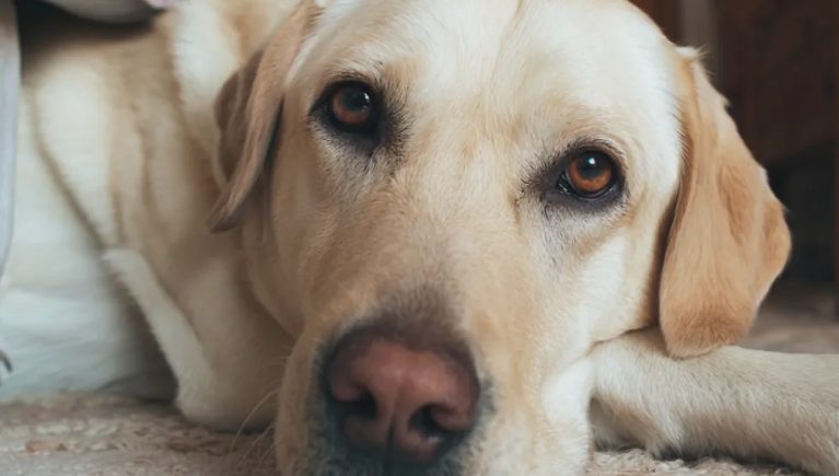Mijn oma liet mijn gierige neef 100.000 dollar na – het enige wat ik kreeg was haar oude hond, die een geheim verborg.