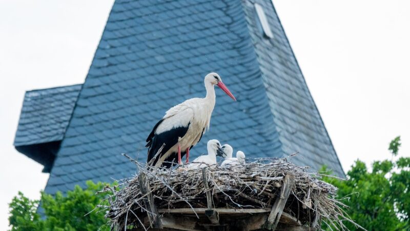 Ik heb de dochter van mijn overleden vriendin als mijn eigen opgevoed – Tien jaar later zegt ze dat ze terug moet naar haar echte vader om een hartverscheurende reden