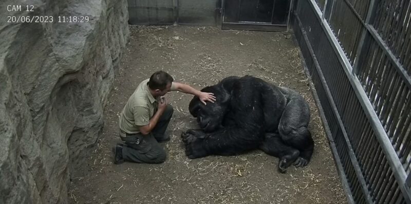 Een gorilla, bekend om haar agressieve gedrag tegen de hele wereld, schreeuwde plotseling om hulp nadat haar trainer plotseling het bewustzijn verloor tijdens een buikmassage