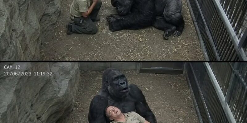 Een gorilla, bekend om haar agressieve gedrag tegen de hele wereld, schreeuwde plotseling om hulp nadat haar trainer plotseling het bewustzijn verloor tijdens een buikmassage